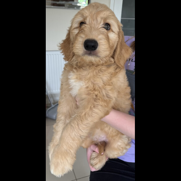 Goldendoodle - Both