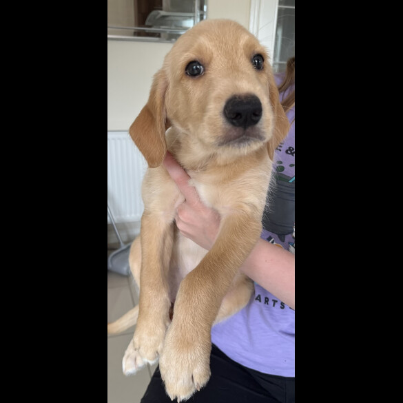 Goldendoodle - Both