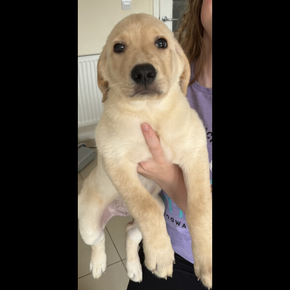 Goldendoodle - Both