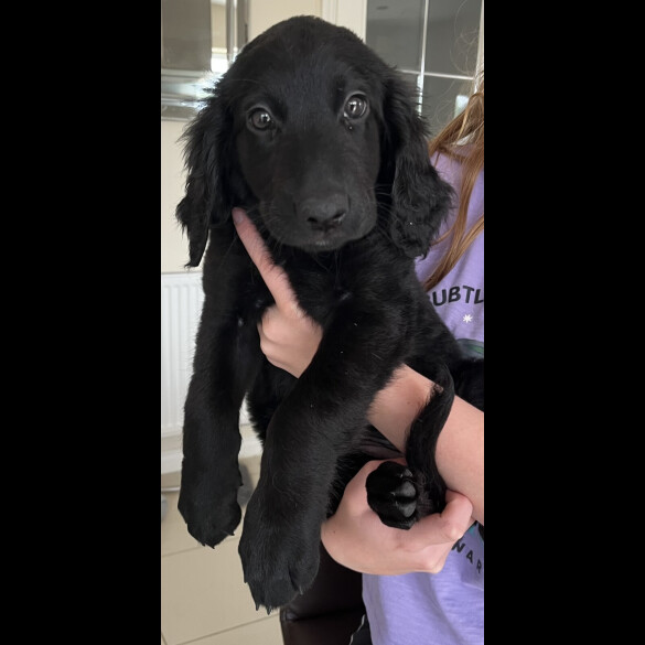 Goldendoodle - Both