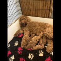 Goldendoodle - Both