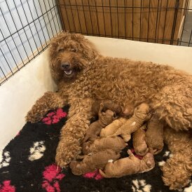 Goldendoodle - Both