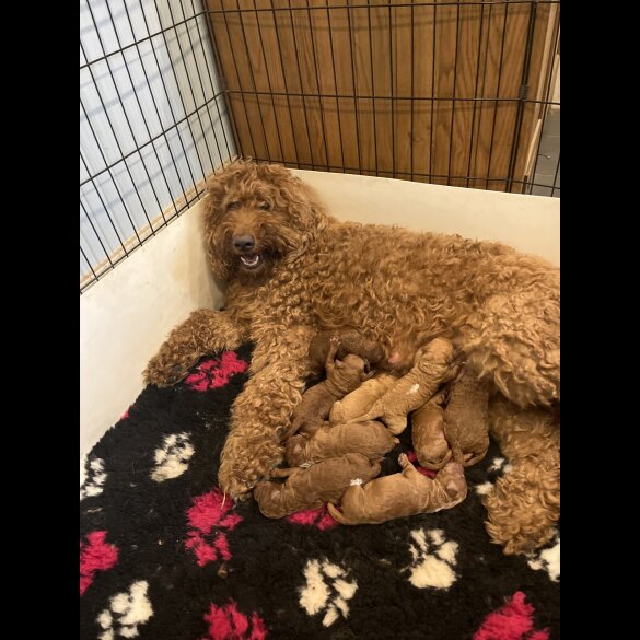 Goldendoodle - Both