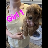 Cavapoo - Both