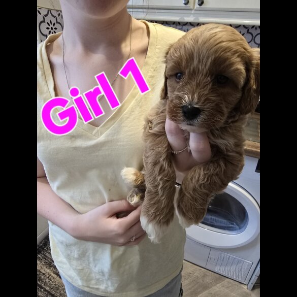 Cavapoo - Both