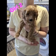 Cavapoo - Both