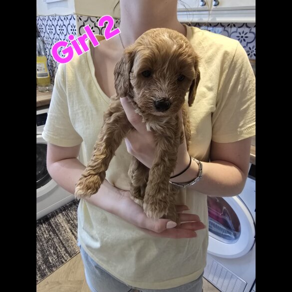 Cavapoo - Both