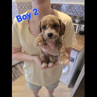 Cavapoo - Both