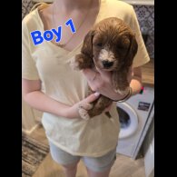 Cavapoo - Both