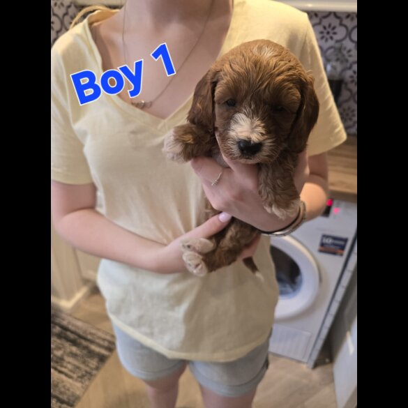 Cavapoo - Both