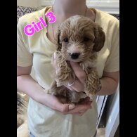 Cavapoo - Both