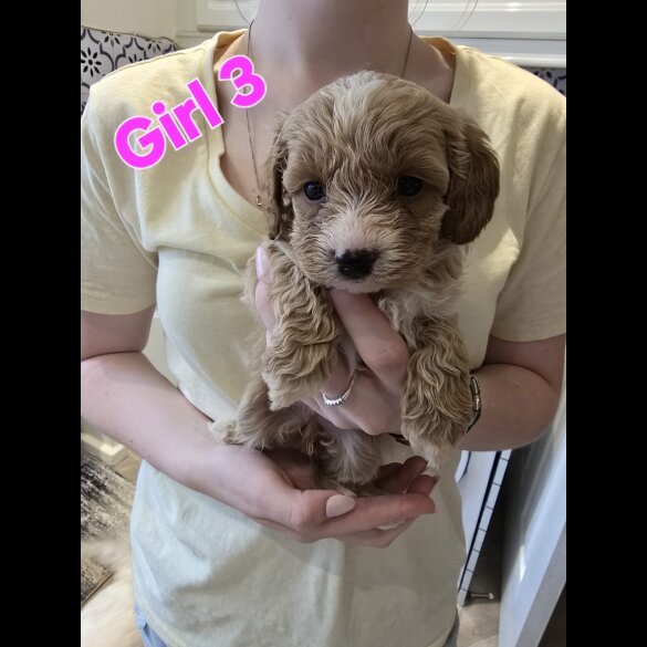 Cavapoo - Both