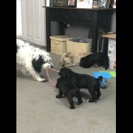 Cockapoo - Dogs