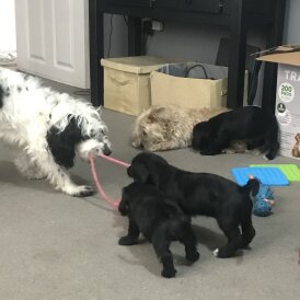 Cockapoo - Dogs