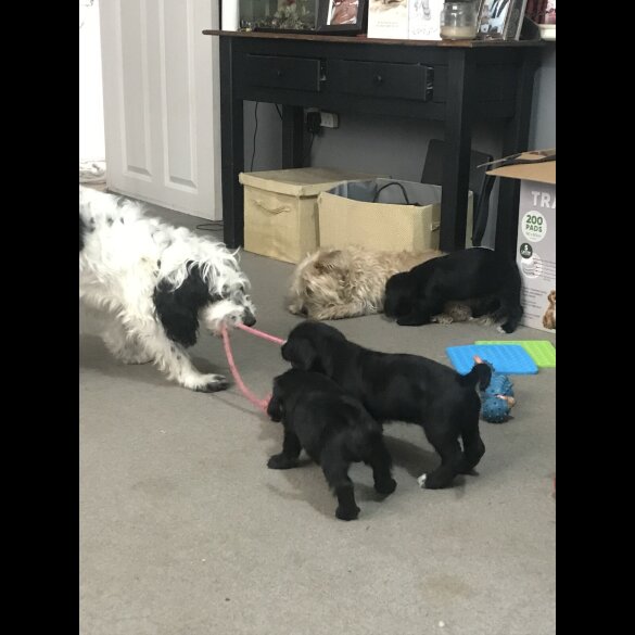Cockapoo - Dogs