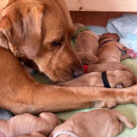 Labrador Retriever - Both
