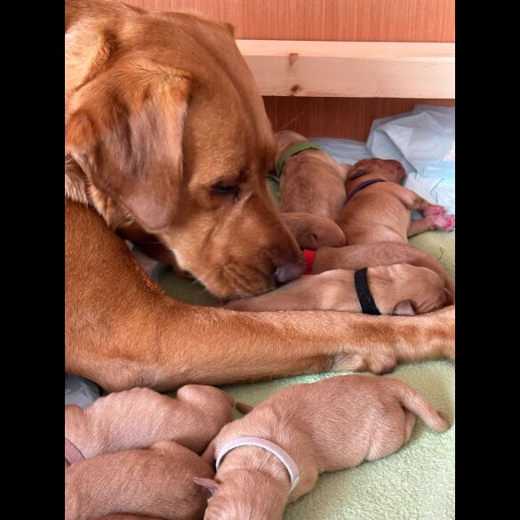 Labrador Retriever - Both