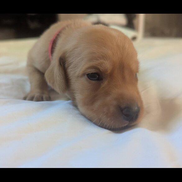 Labrador Retriever - Both