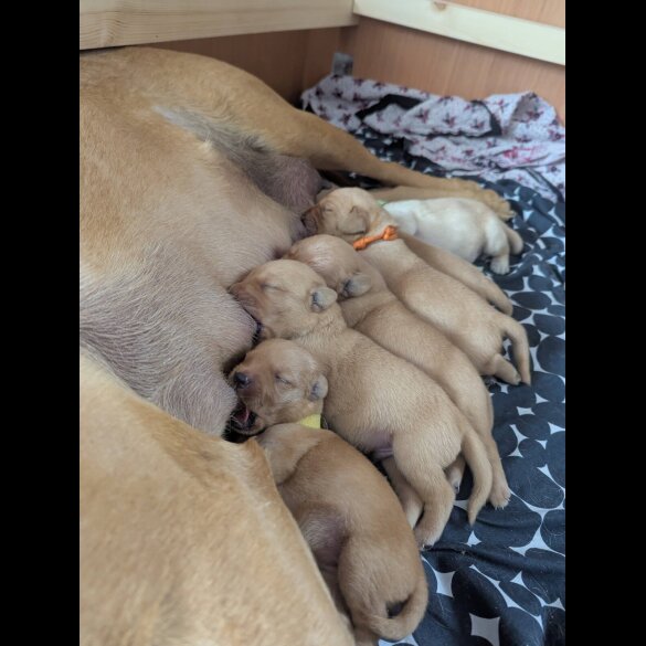 Labrador Retriever - Both