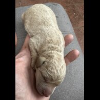 Labradoodle - Both