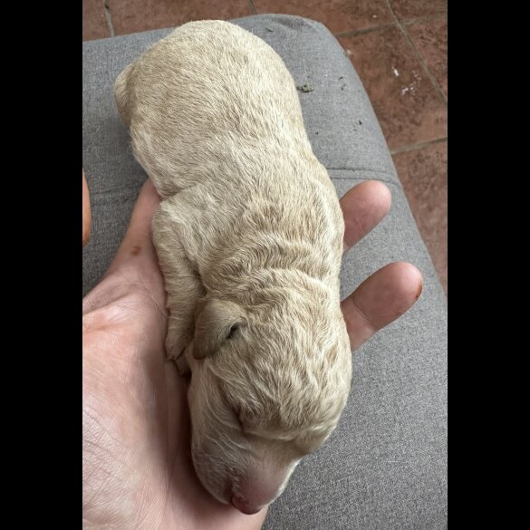 Labradoodle - Both