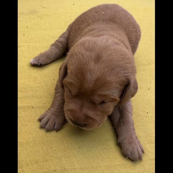 Labradoodle - Both