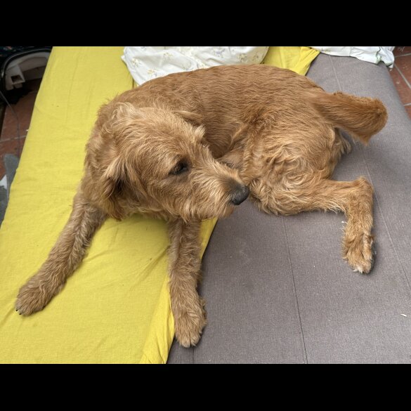 Labradoodle - Both