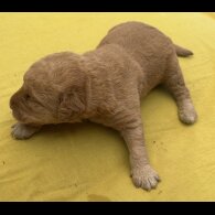 Labradoodle - Both