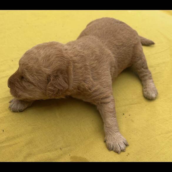 Labradoodle - Both