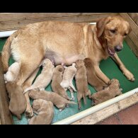 Labradoodle - Both