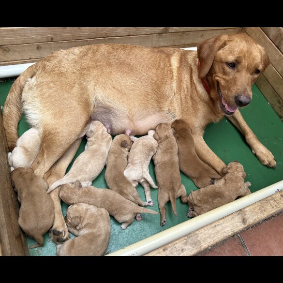 Labradoodle - Both