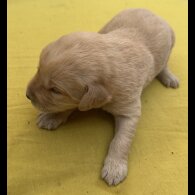Labradoodle - Both