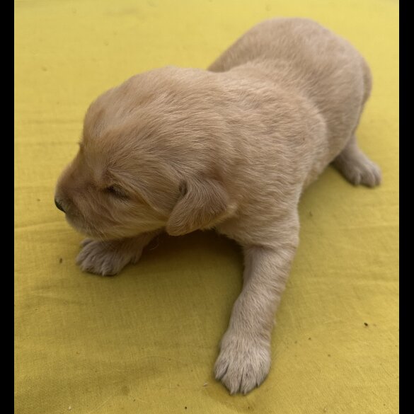 Labradoodle - Both