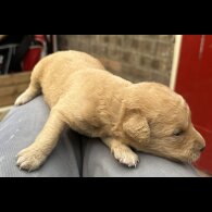 Labradoodle - Both