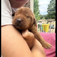 Labradoodle - Both
