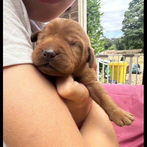 Labradoodle - Both