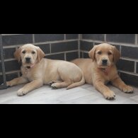 Goldador - Both