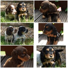 Cocker Spaniel (Working &amp; Show) - Both