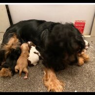 Cocker Spaniel (Working &amp; Show) - Both