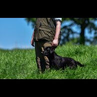Labrador Retriever - Both
