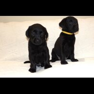 Labrador Retriever - Both