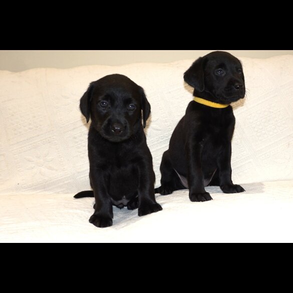 Labrador Retriever - Both