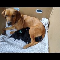 Labrador Retriever - Both