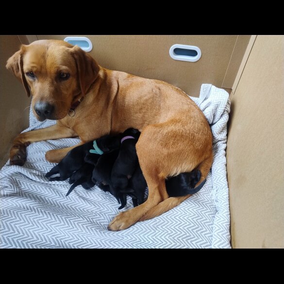 Labrador Retriever - Both