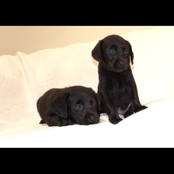 Labrador Retriever - Both