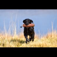Labrador Retriever - Both