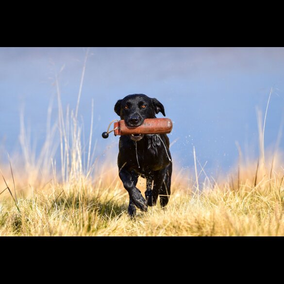 Labrador Retriever - Both