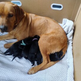 Labrador Retriever - Both
