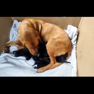 Labrador Retriever - Both