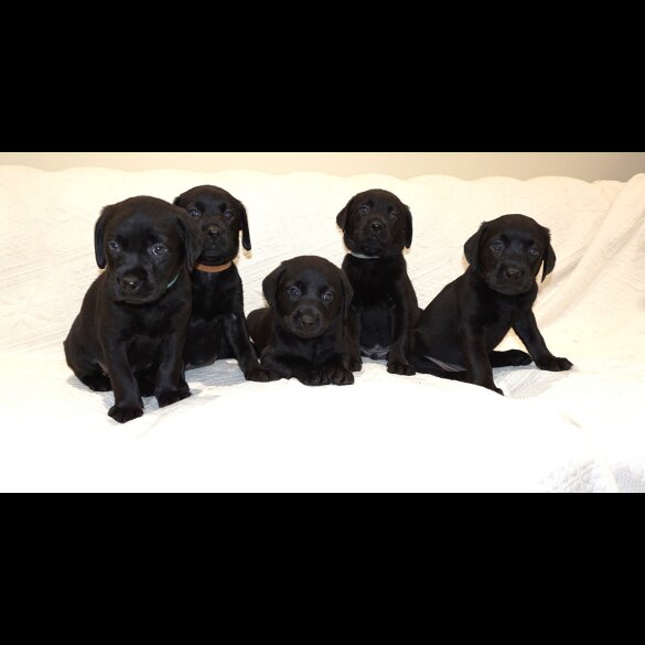 Labrador Retriever - Both